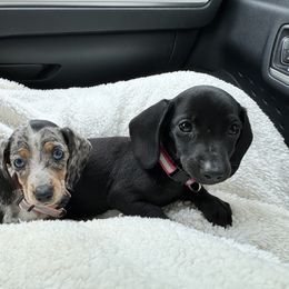 Dachshund Puppies from Mobile Mini Dachshunds