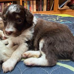 Jinu (purple) - Red tri-color male Aussiedoodle puppy in Watertown, Wisconsin from Little Bear Paws Aussiedoodles
