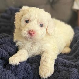 Daisy - Cream female Aussiedoodle puppy in Jackson, Tennessee from Dinah Doodles and Aussies