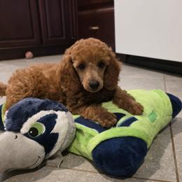 Felicity - Red  female Poodle puppy in Fort Salonga, New York from Blues Performance Poodles