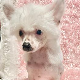 Chihuahua and Chinese Crested Puppies from Western Kentucky Chihuahua’s and Chinese Crested’s