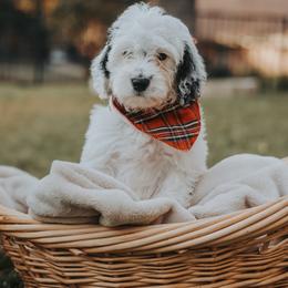 Bernedoodle and Goldendoodle Puppies from Doodles of North Tx