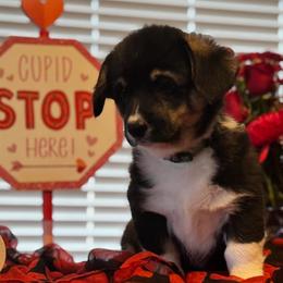 Will Byers - Black and tan male Pembroke Welsh Corgi puppy in Olathe, Colorado from Rocking LJ Breeding