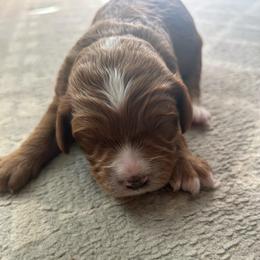Pumpkin - Brown male Cavapoo puppy in Reading, Pennsylvania from The Mexican Clan...