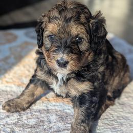White - Tri-color female Bernedoodle puppy in Connecticut from Valley View Doodles