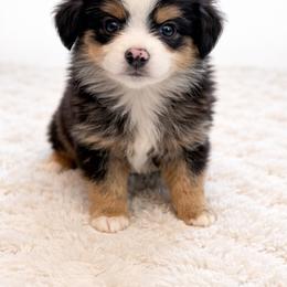Bear - Black tri male Miniature Australian Shepherd puppy in Louisville, Mississippi from Kristy’s Kennels