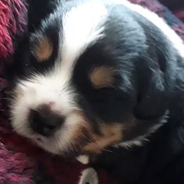 Miniature Australian Shepherd Puppies from Liberty Luck Mini Aussies