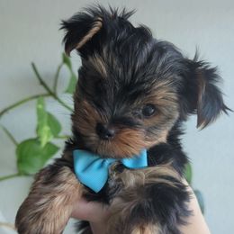 Crush - Black and gold male Yorkshire Terrier puppy in Sacramento, California from Pretty Li'l Yorkies