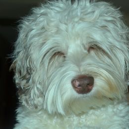 Australian Labradoodles and Cockapoos from Watermill Doodles of WNC