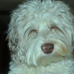 Australian Labradoodles and Cockapoos from Watermill Doodles of WNC