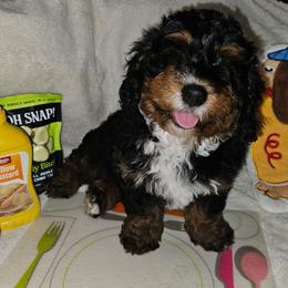 Sir-Loin - Tri-color male Bernedoodle puppy in San Marcos, California from DoodlyDoodlyDoodles