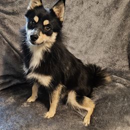 Little Girl (Formerly Meany) - Black and white Pomsky puppy in Stover, Missouri from Lx2 County Line Pomskis