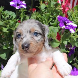 Laila Grey Dapple Pie Girl long hair - Dapple female Dachshund puppy in Stockton, California from Wiggles & Wags Dachshund's