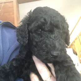 Twoblue - Black male Poodle puppy in Fleischmanns, New York from Kava Poodles