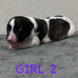 Girl 2 - Black brindle female Whippet puppy in Winter Garden, Florida from Infinity Whippets
