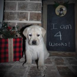 "Faye x Cain Whelped 12/1/20" Labrador Retriever Puppies from Triple L Labs & Co.