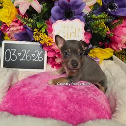 Willow - Blue white and tan female Rat Terrier puppy in Brookfield, Missouri from Country Rat Terriers