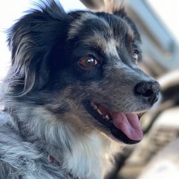 Toy Australian Shepherds from dirtybirdys_off_road_aussies