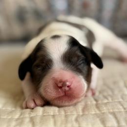 Nate the Great - Merle male Cavapoo puppy in Beckley, West Virginia from By Design Doodles
