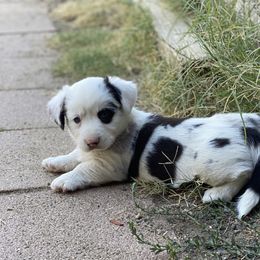 Cardigan Welsh Corgi Puppies from Breuddwyd Cardigan Welsh Corgis