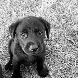 Labrador Retrievers from Kempkers Kennels