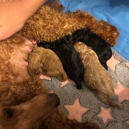 Girl 1 - Red  female Poodle puppy in Dayton, Texas from Wolfe Island Poodles