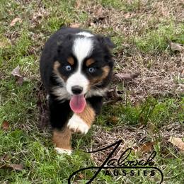 Journey - male Miniature Australian Shepherd puppy in Lumberton, Mississippi from Talowah Aussies