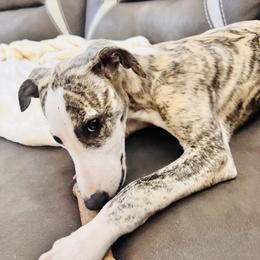 Whippet Puppies from Smithfield Park