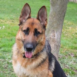 Hahna - German Shepherd