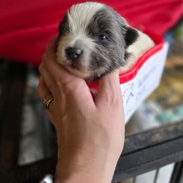 Yax - Blue male Pomeranian puppy in Chattanooga, Tennessee from Valley Poms
