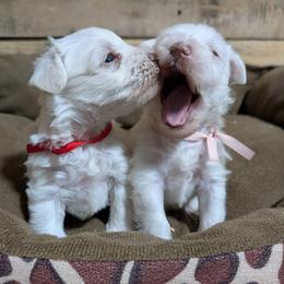 AKC tiny tot pink collar - White female Miniature Schnauzer puppy in Greencastle, Indiana from Tiny Tushy Lodge