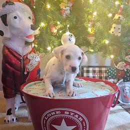 Jasmine - White and black female Dalmatian puppy in Katy, Texas from Lone Star Dalmatians