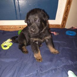 Boy 2 - Black and tan male German Shepherd puppy in Grimesland, North Carolina from Von Stancill German Shepherds