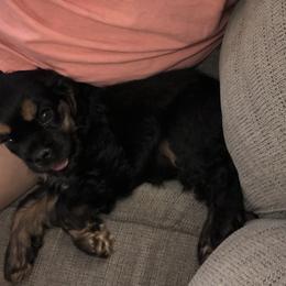 Cocker Spaniel Puppies from Anastasia Knight's Cocker Spaniels