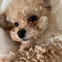 Aussiedoodles, Miniature Australian Shepherds, and Poodles from Panache Aussiedoodles
