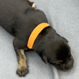 Boy 4 - Black and tan male German Shepherd puppy in Sharon Grove, Kentucky from Julie’s Shepherds