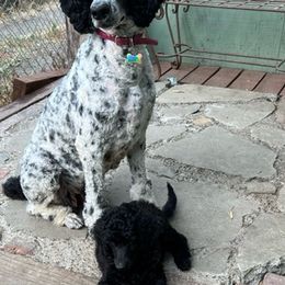Poodles from Kellys Cali Poodle