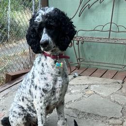Poodles from Kellys Cali Poodle