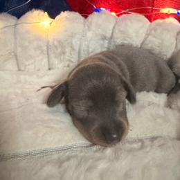 AKC male - Blue and tan male Dachshund puppy in Erie, Michigan from Champagne’s Grinch Toe’d Dachshunds