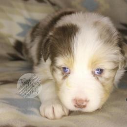 Linus - Red merle male Australian Shepherd puppy in Yoder, Colorado from Tréad Tines Aussies