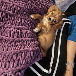 Cavalier King Charles Spaniel and Cavapoo Puppies from Texas Cavalier King Charles Spaniels Manard Enterprises