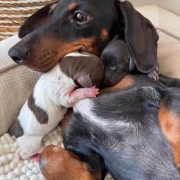 Thor - Black and tan male Dachshund puppy in Calexico, California from The house of Dachshund