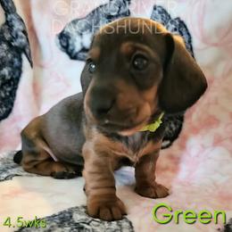 Green Boy - Red male Dachshund puppy in South Dakota from Grand River Dachshunds