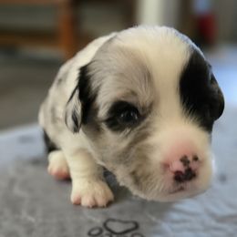 Cardigan Welsh Corgi Puppies from Savage Family Farm