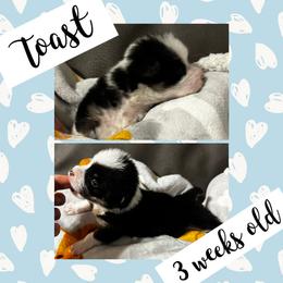 Toast - Black and tan male Pembroke Welsh Corgi puppy in Dickinson, Texas from Careaga Farms