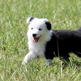 Border Collie Puppies from Bridges Border Collies
