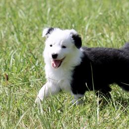 Border Collie Puppies from Bridges Border Collies