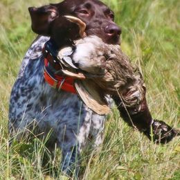 German Shorthaired Pointers from Fenton River GSP