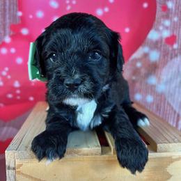 Light Green Collar - female Cavapoochon puppy in Waterford, California from Windy Hill Doodles