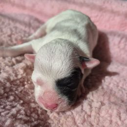 Delta - Tri-colored female Parson Russell Terrier puppy in Menifee, California from Wendover Terriers